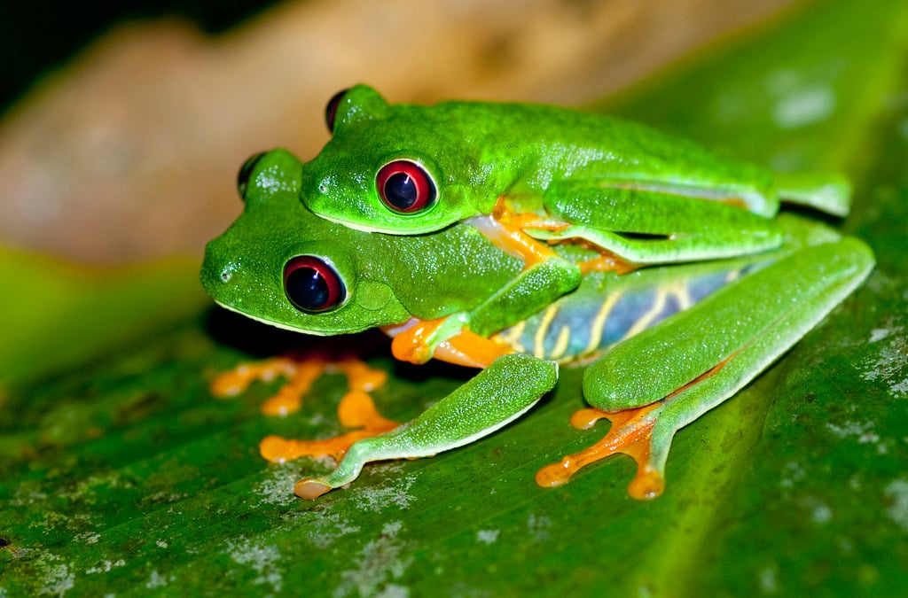 Red-eyed Tree Frogs