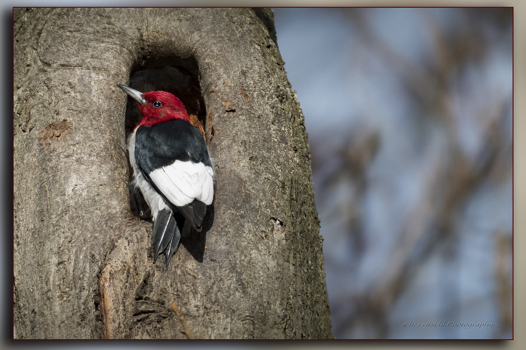 Red-Headed Woodpecker - woodpeckers in arkansas