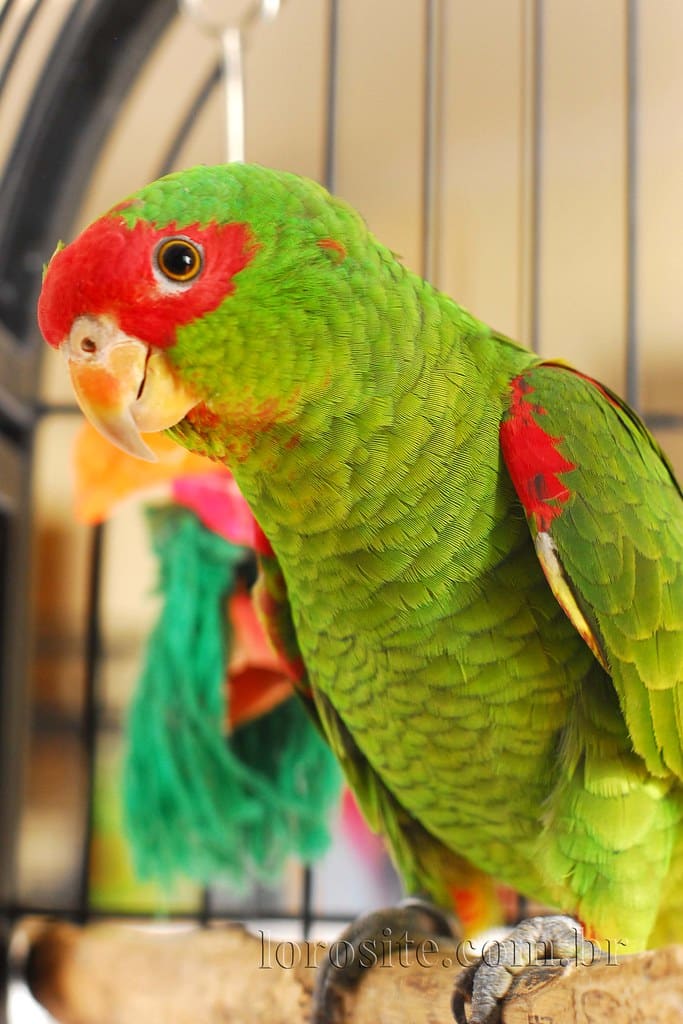 Red-spectacled Amazon