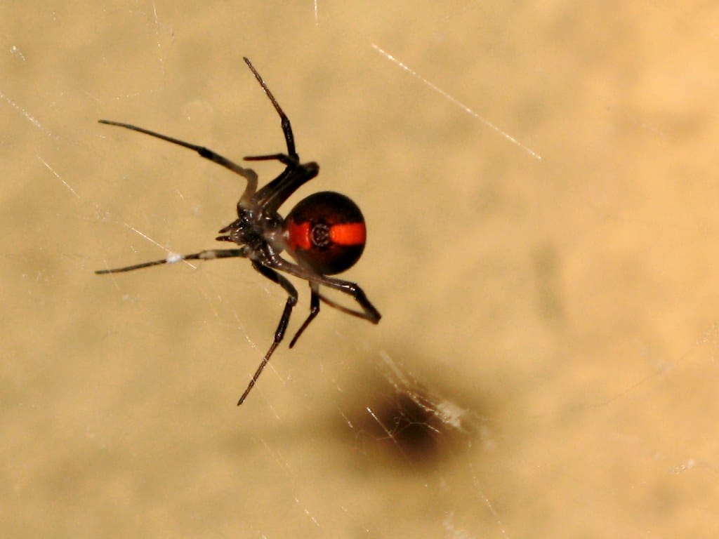 Redback Spider - Poisonous Animals in Australia 