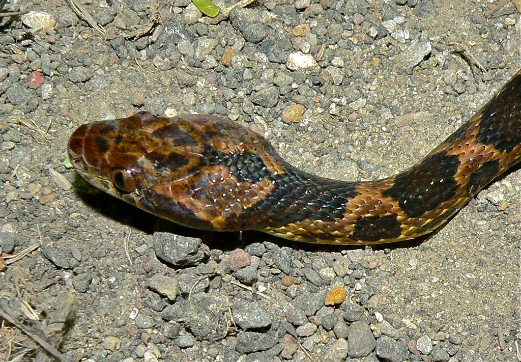 Rhombic Cat-eyed Snake
