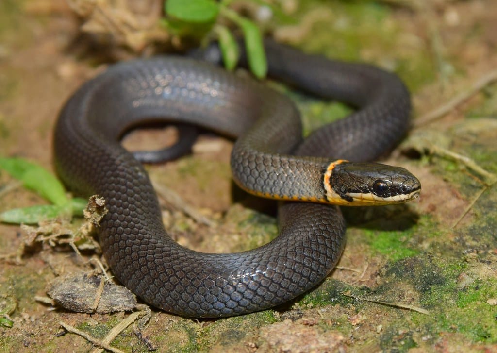 Ring-necked Snake - Types of Snakes in Delaware