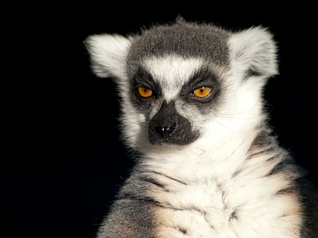 Ring-tailed Lemurs