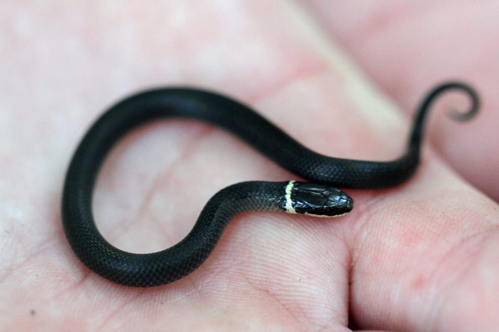 Ringneck Snake