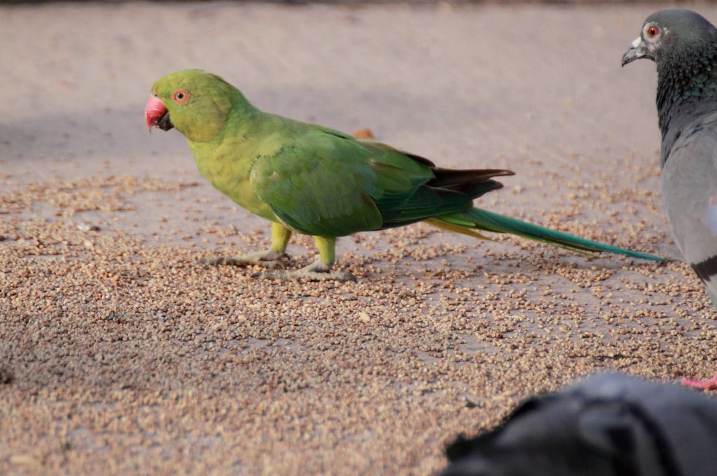 Rose-ringed Parakeet