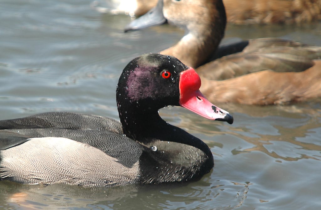 Rosy-billed Pochard