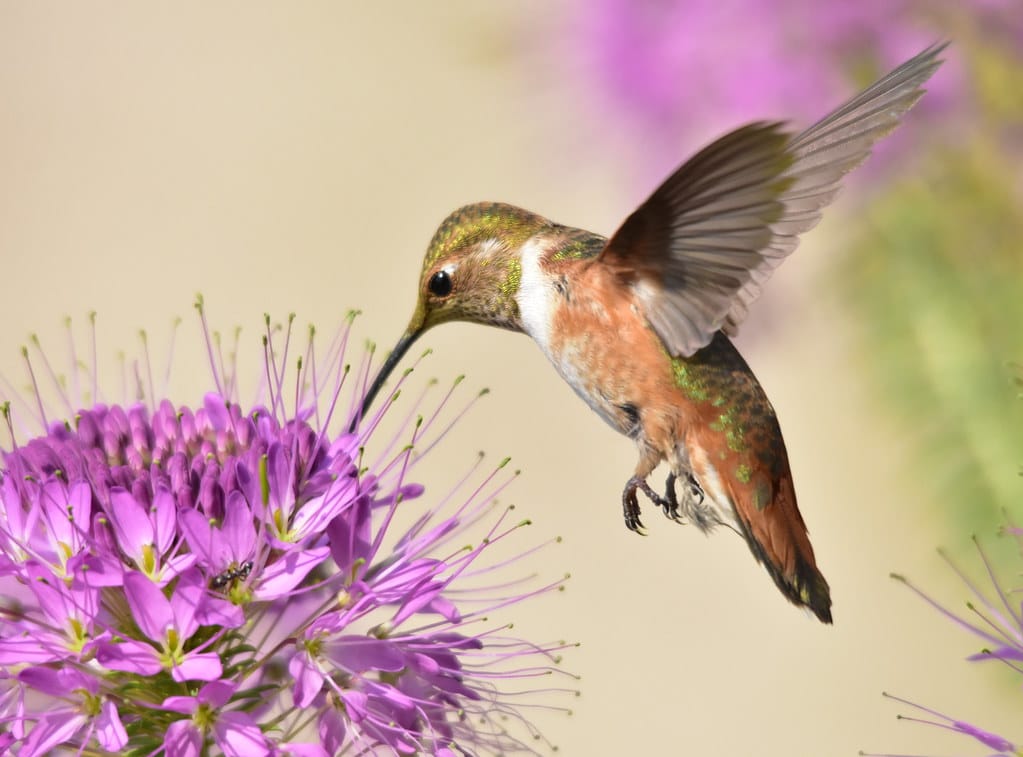 Rufous Hummingbird