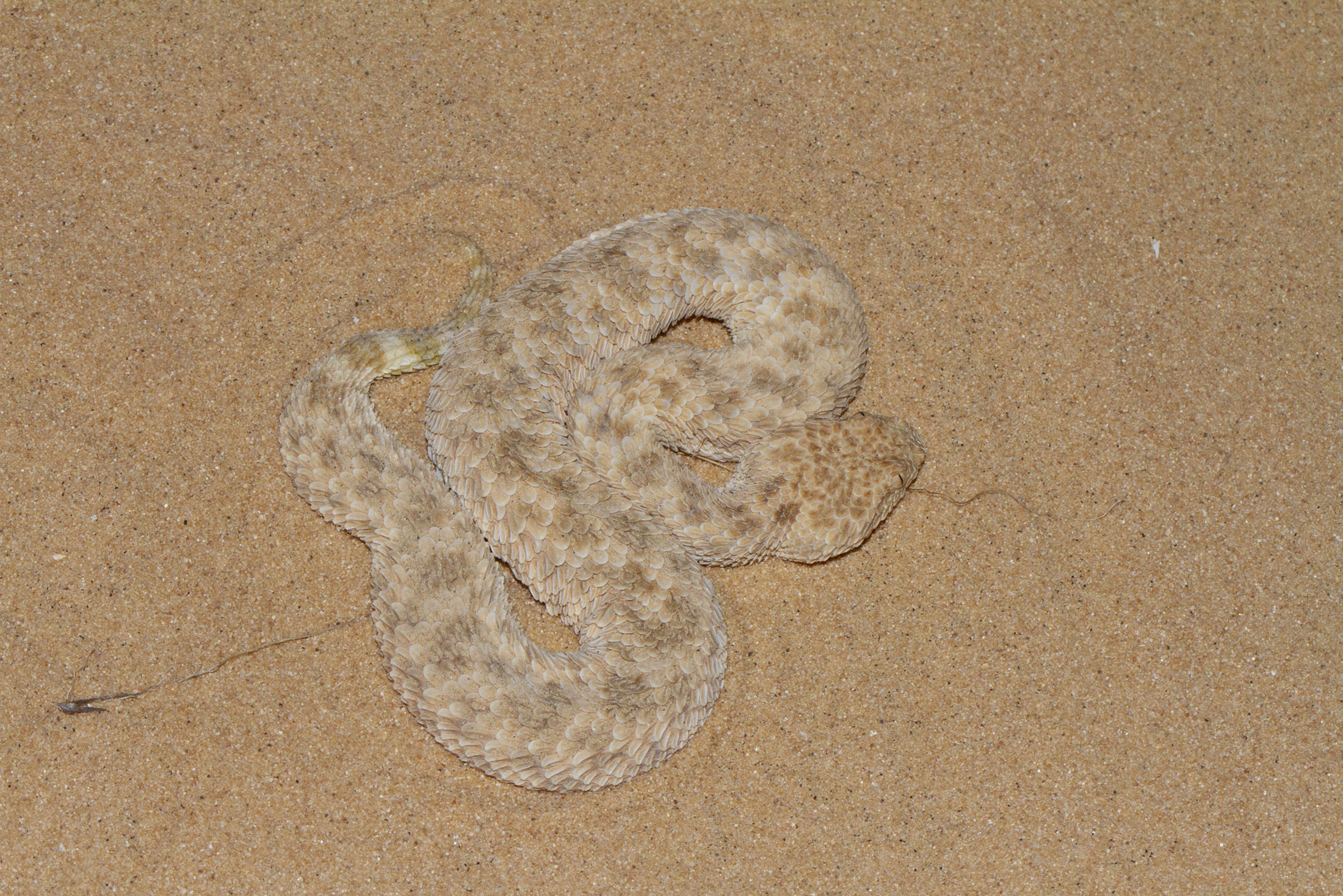 Sahara Sand Viper