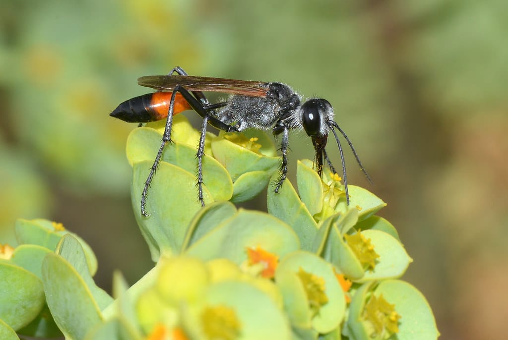 Sand Wasp