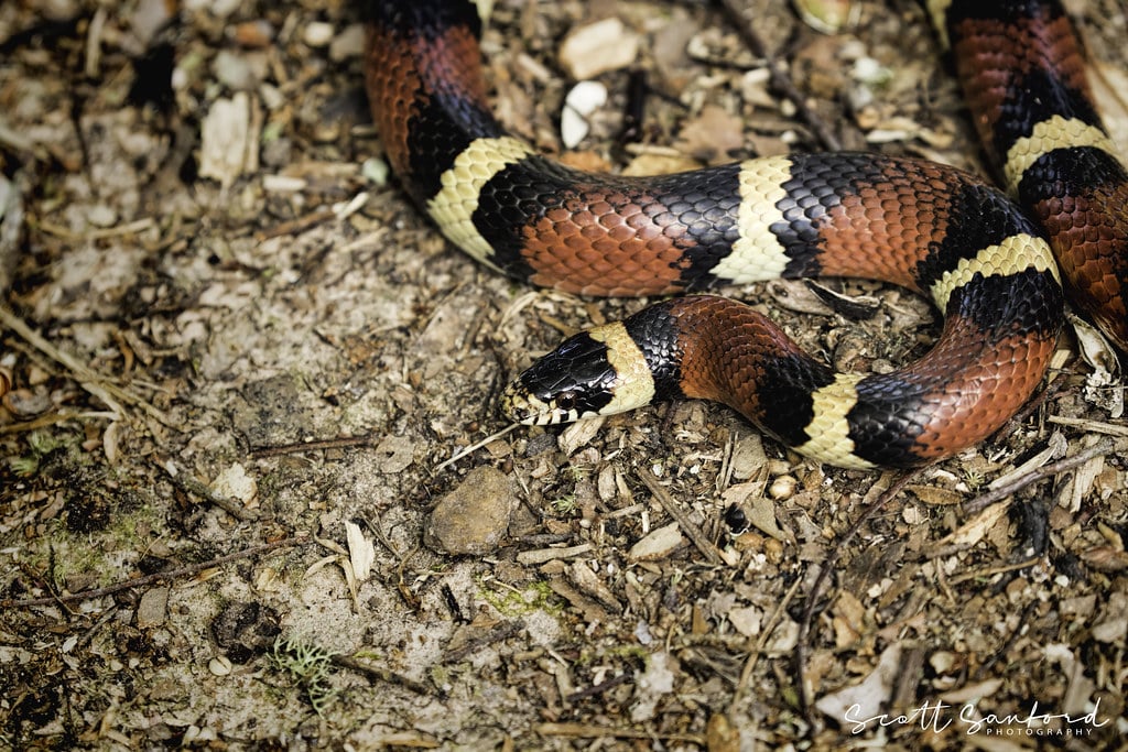 Scarlet Snake