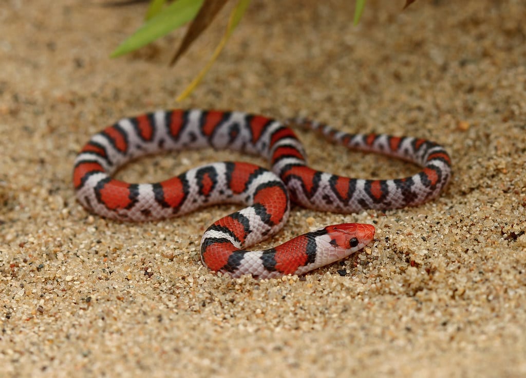 Scarlet Snake