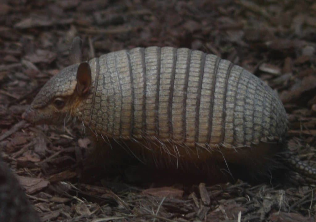 Screaming Hairy Armadillo