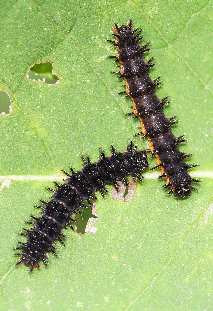Silvery Checkerspot Caterpillar