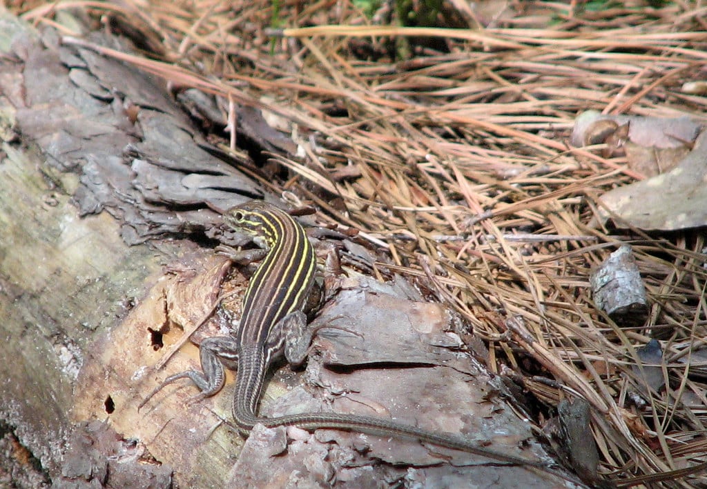 Six-Lined Racerunner