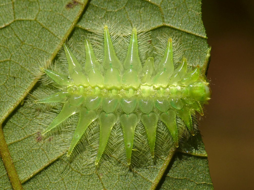 Slug Caterpillar