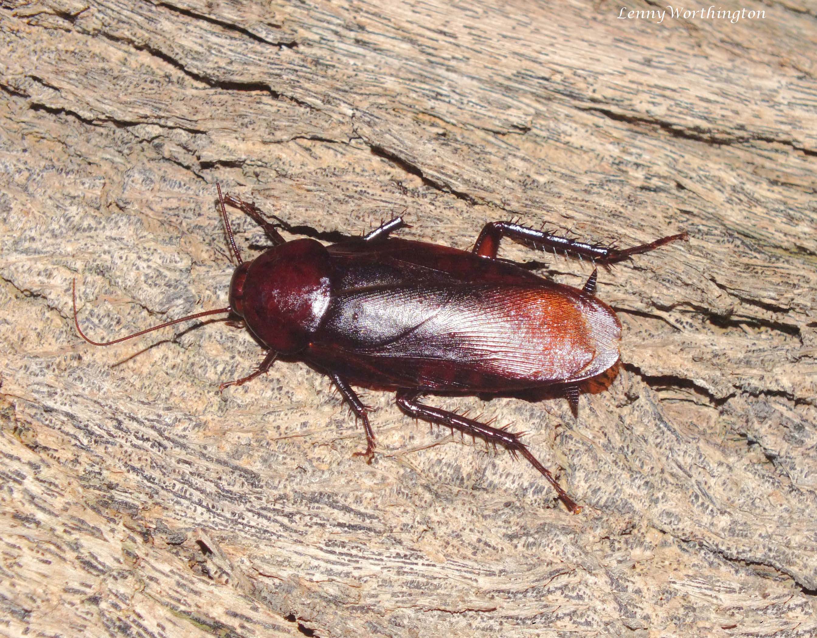 Smoky Brown Cockroach