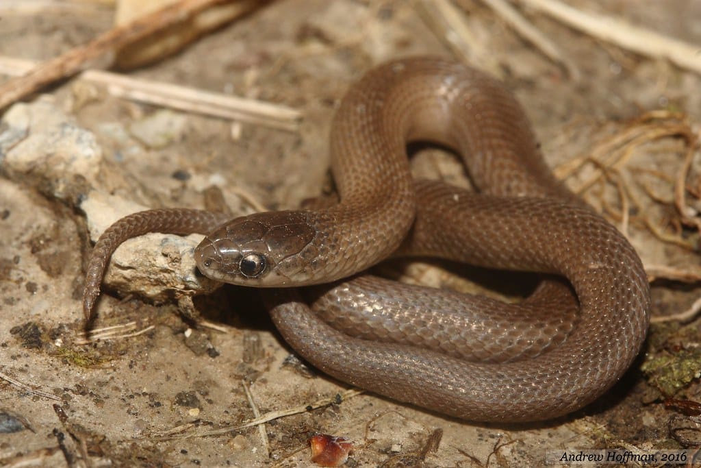 Smooth Earthsnake