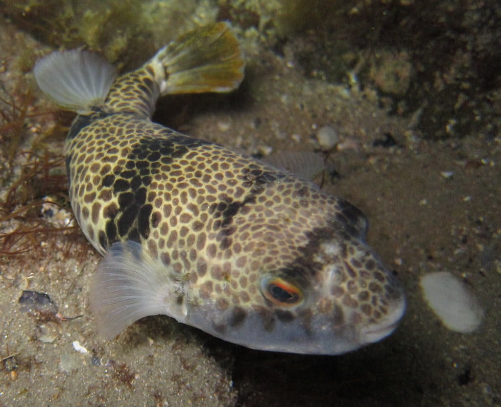 Smooth Toadfish 