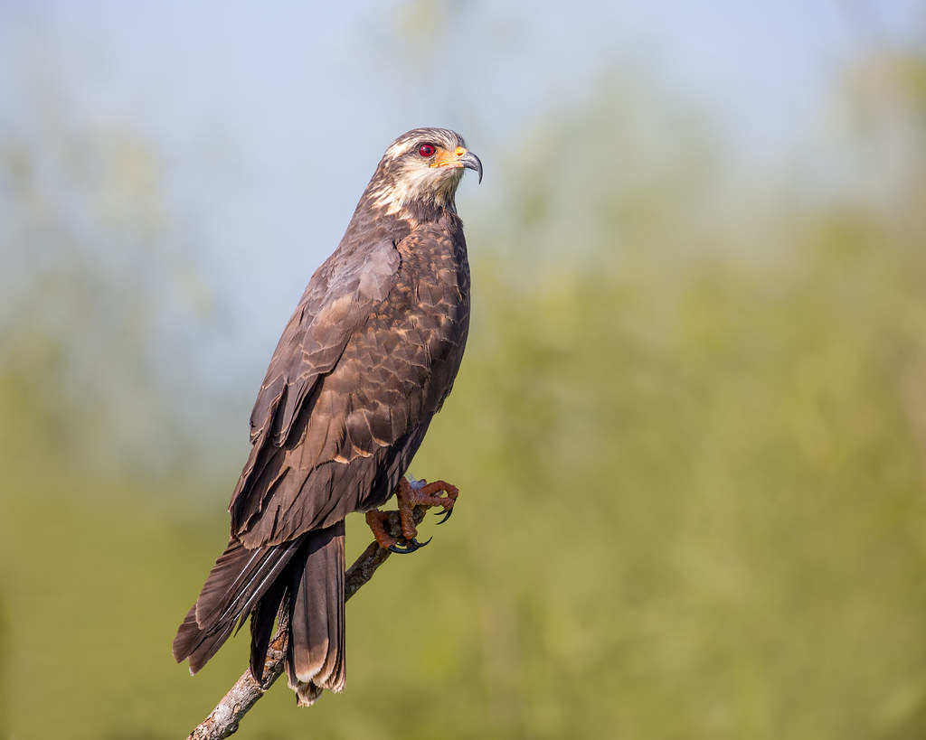 Snail Kite