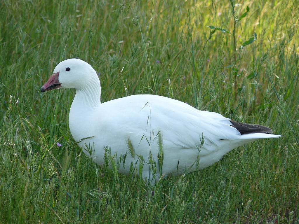 Snow Goose