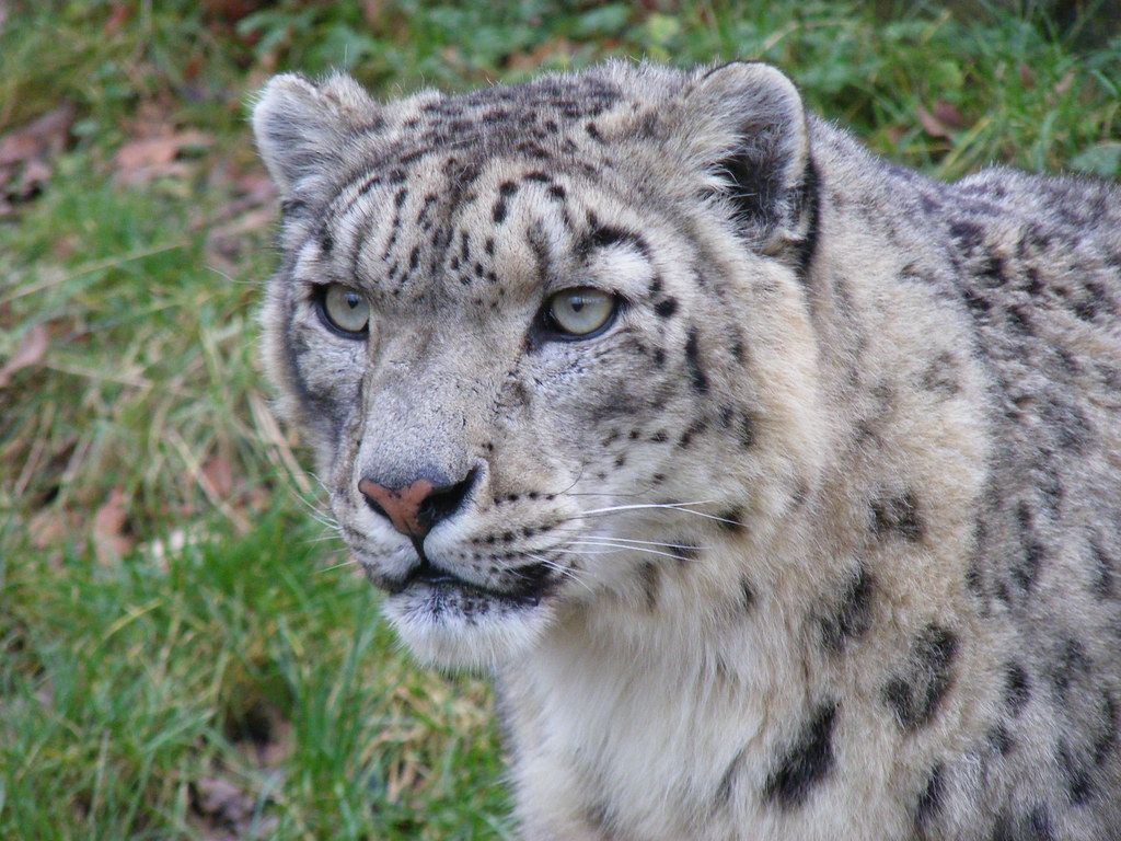 Snow Leopard - Species of Wild Cats