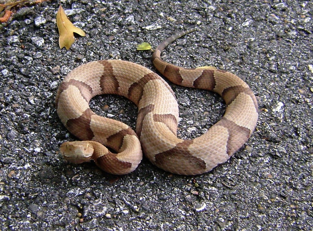 Southern Copperhead - types of snakes in mississippi
