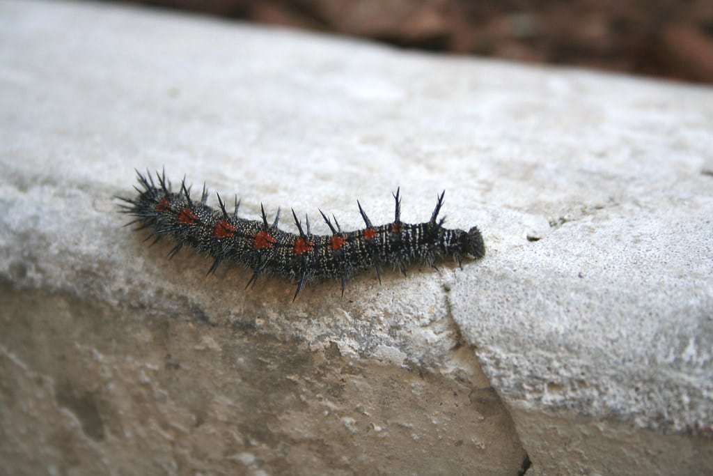 Spiny Elm Caterpillar