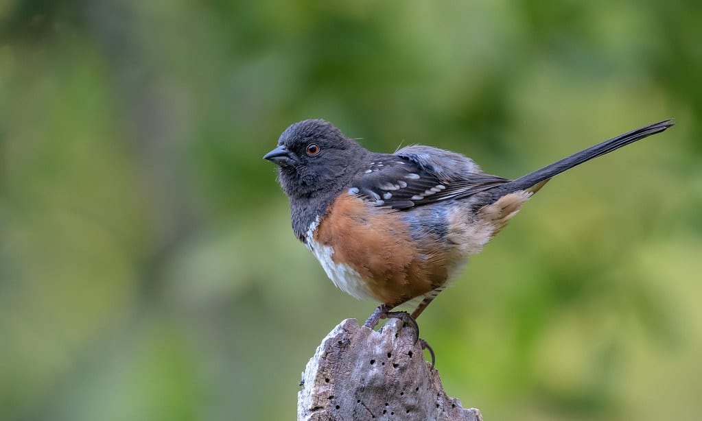 Spotted Towhee