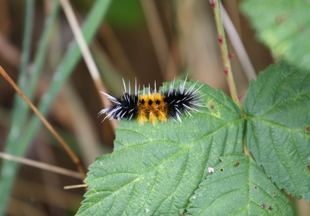 Spotted Tussock Moth Caterpillar