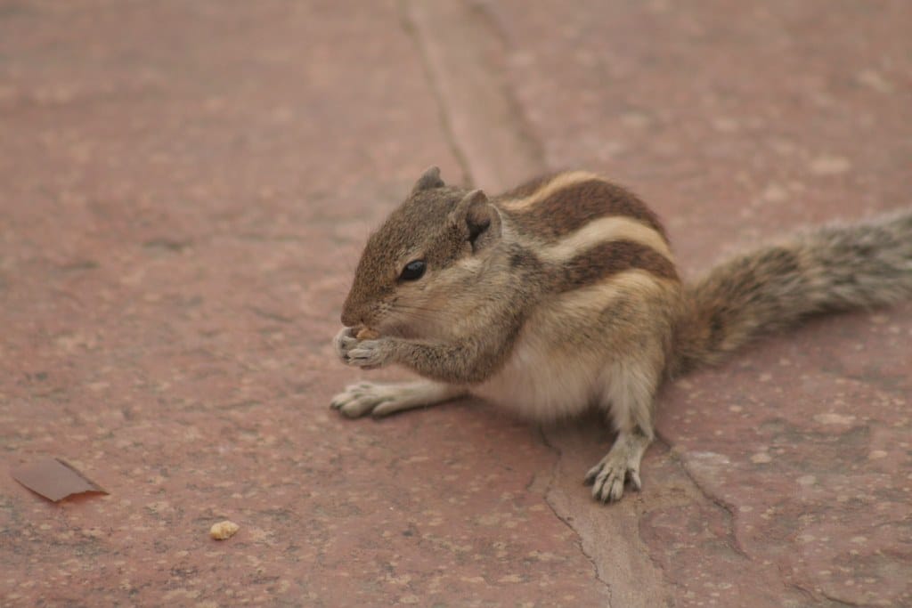 Squirrels and Chipmunks