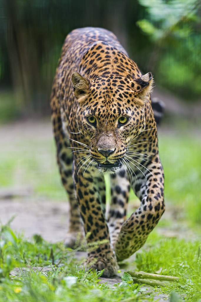Sri Lankan Leopard