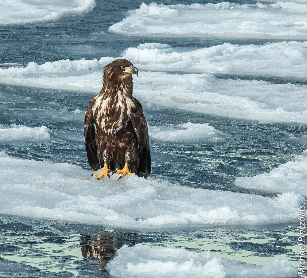 Steller's Sea Eagle