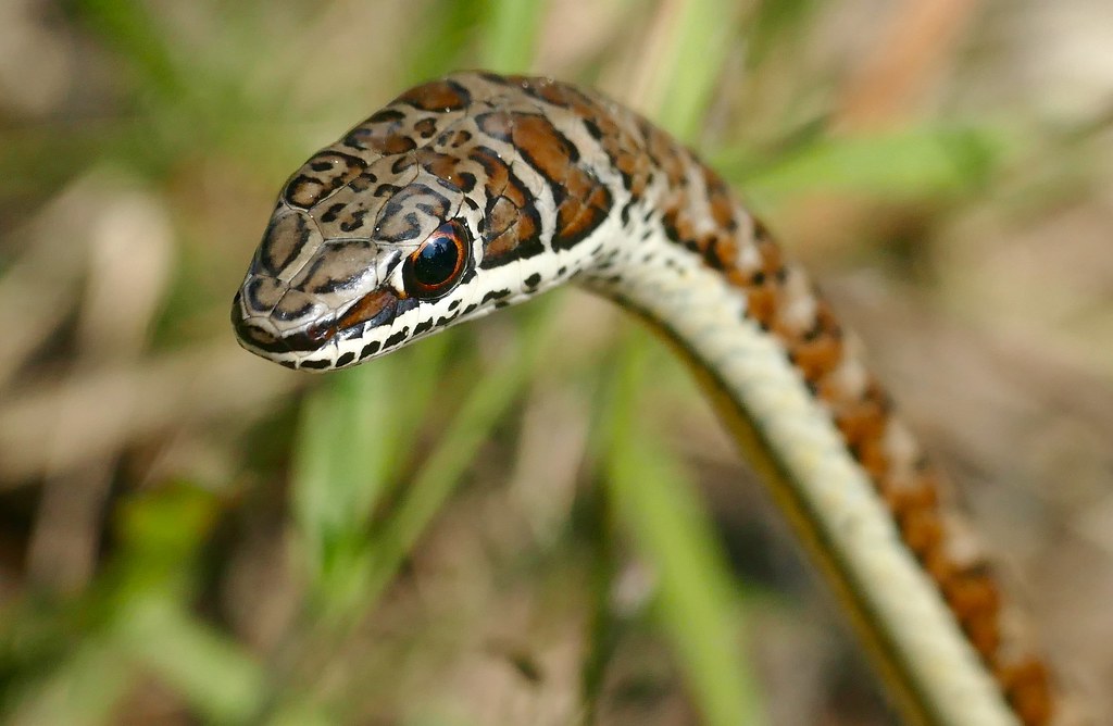 Stripe-bellied Sand Snake