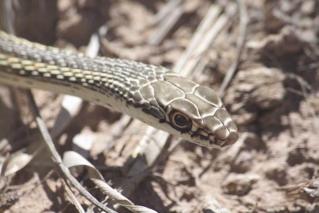 Striped Whipsnake - Types of Snakes in Idaho
