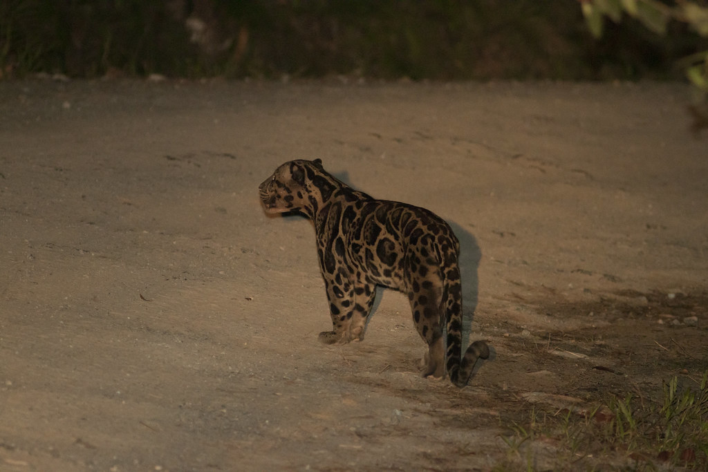 Sunda Clouded Leopard