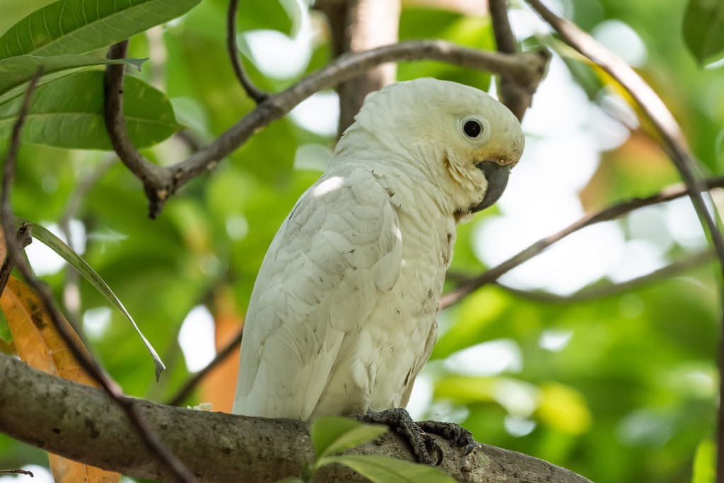 Tanimbar Corella