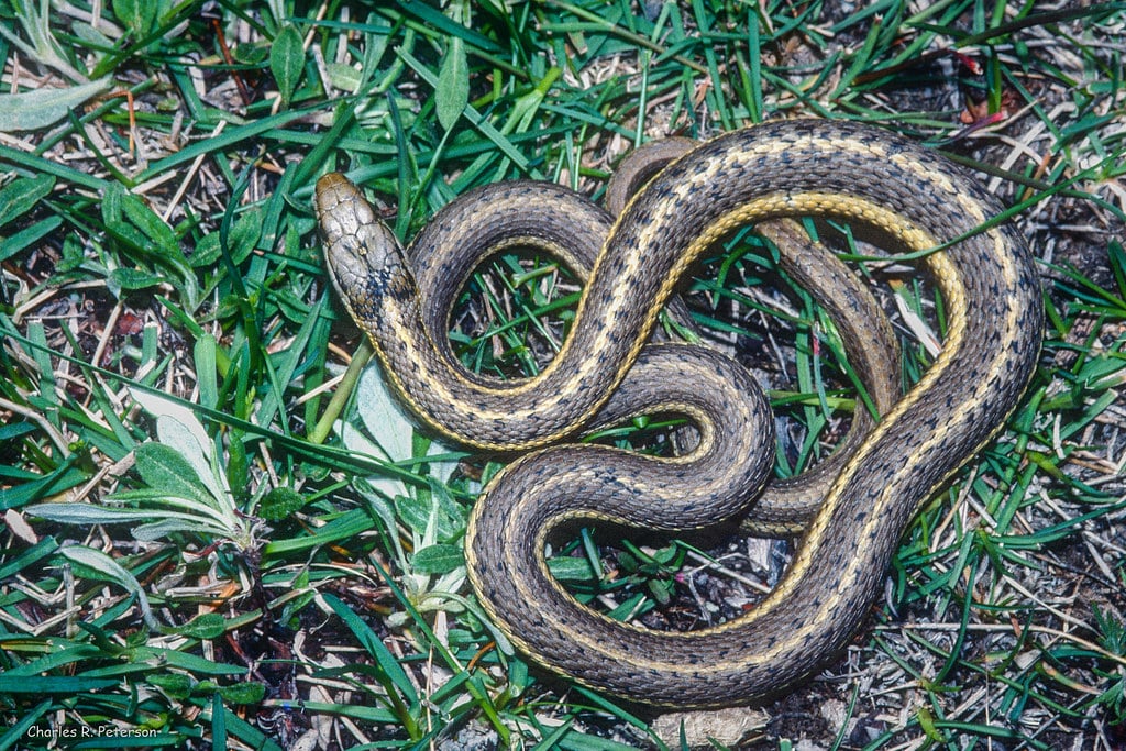 Terrestrial Garter Snake
