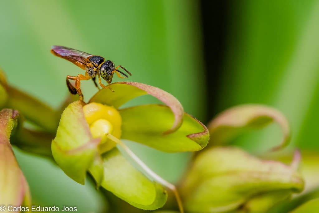 Tetragonisca Angustula