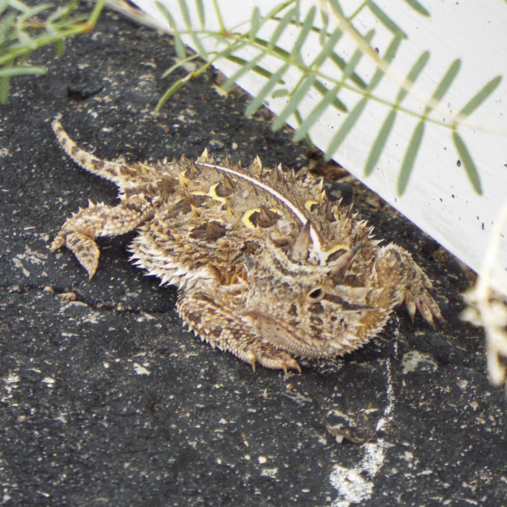 Texas Horned Lizard