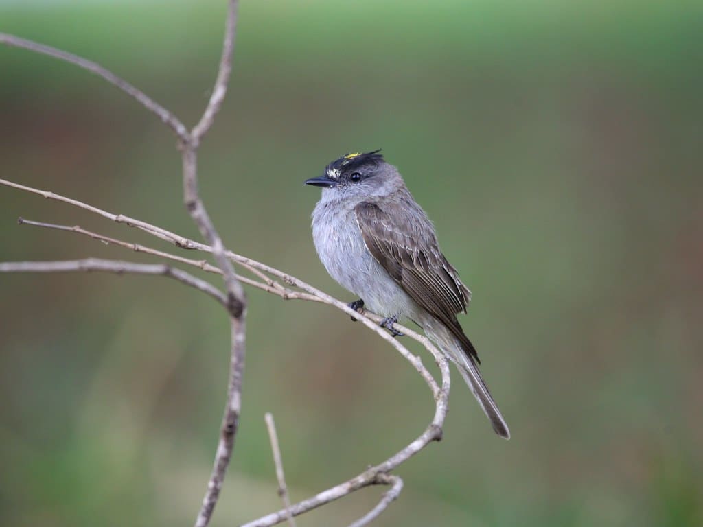 The Crowned Slaty Flycatcher