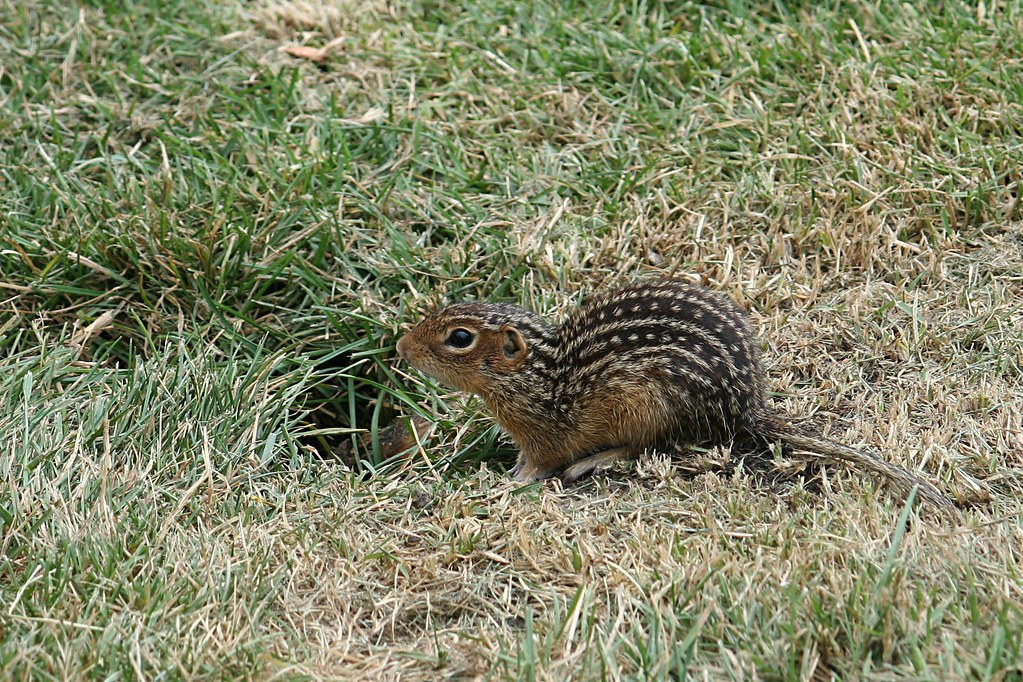 Thirteen-lined Ground Squirrel - Types of Squirrels in the US