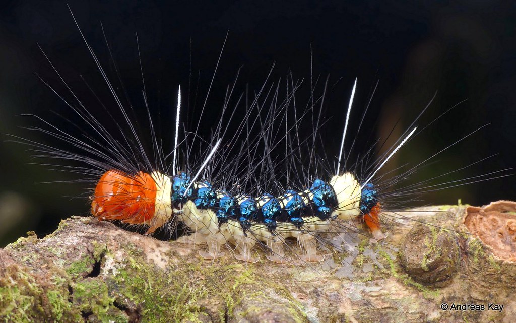 Tiger Moth Caterpillar