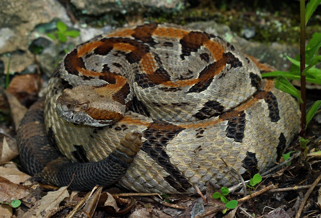 Timber Rattlesnake - Types of Snakes in Georgia