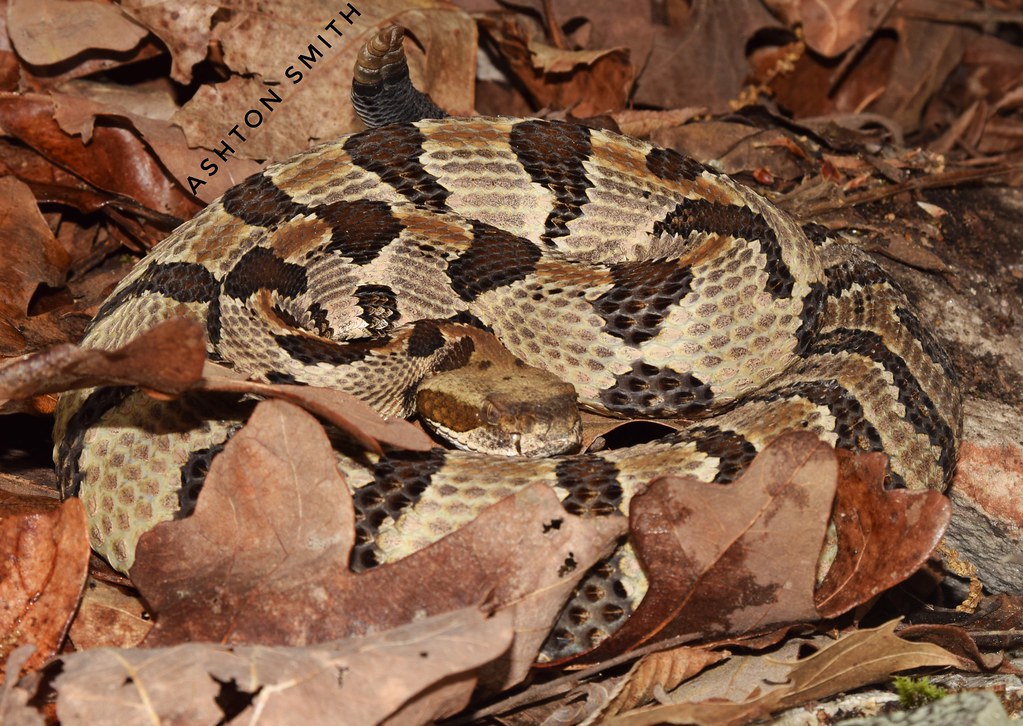 Timber Rattlesnake