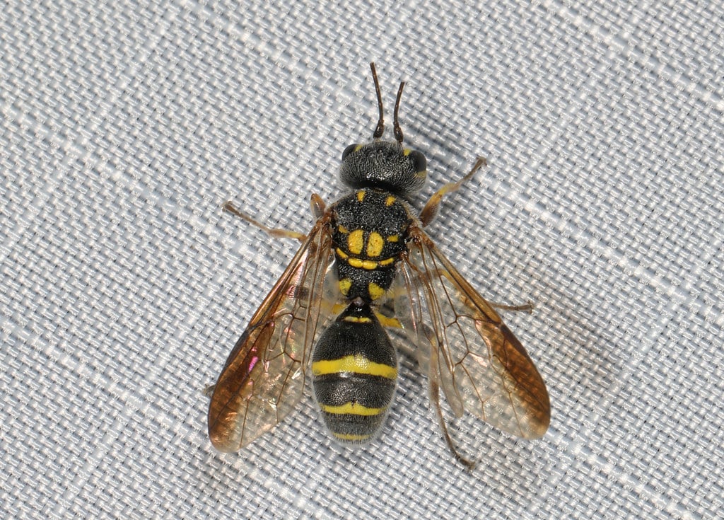Trigonalid Wasp