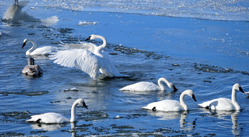 Trumpeter Swan