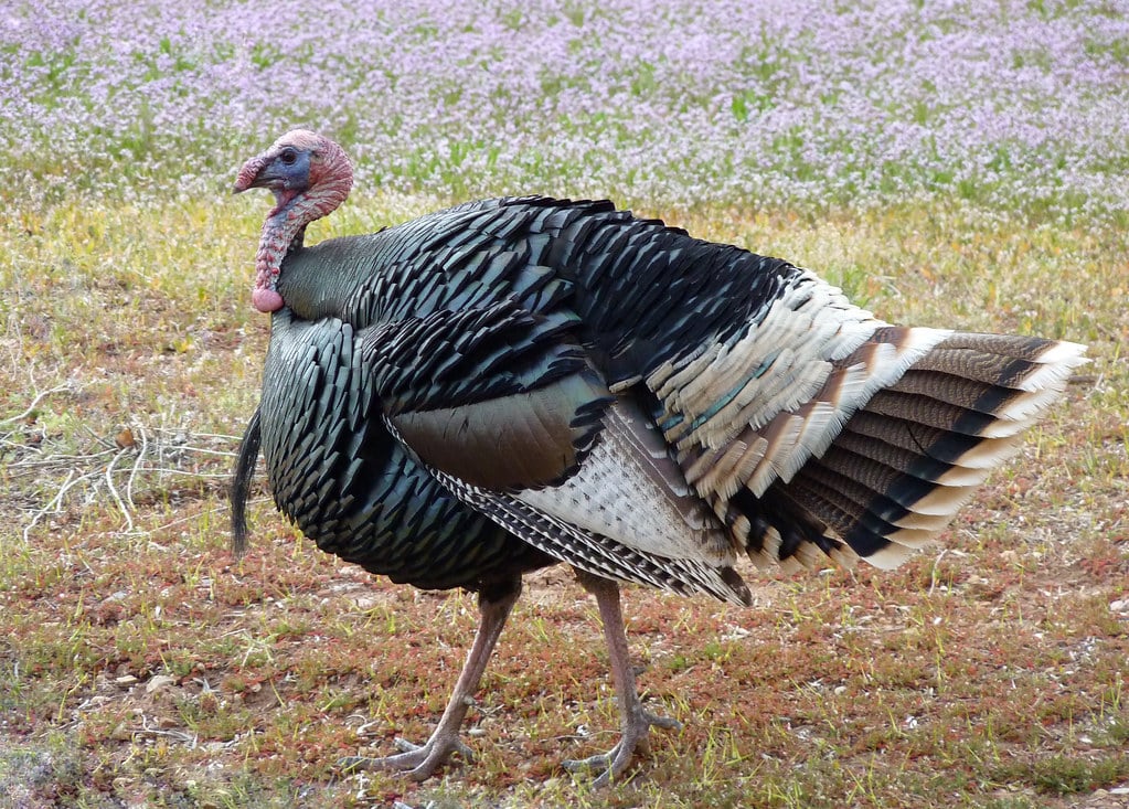 Turkeys - Animals That Eat Corn