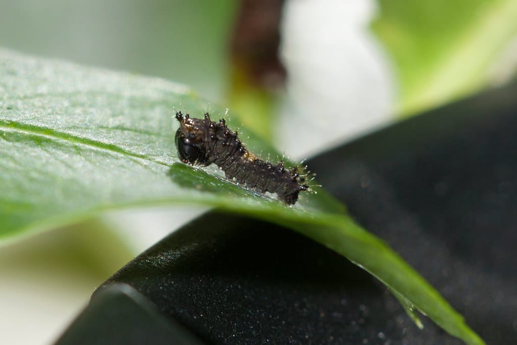 Two-tailed Swallowtail Caterpillar - types of caterpillars in colorado