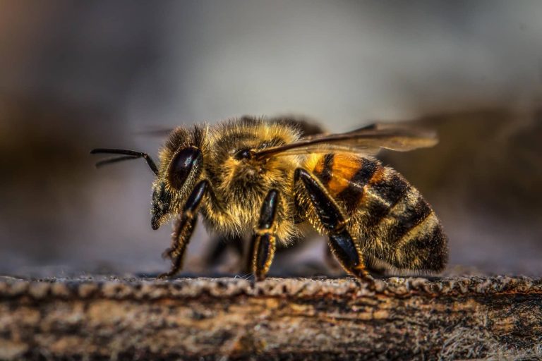 10 Types of Bees in Oklahoma
