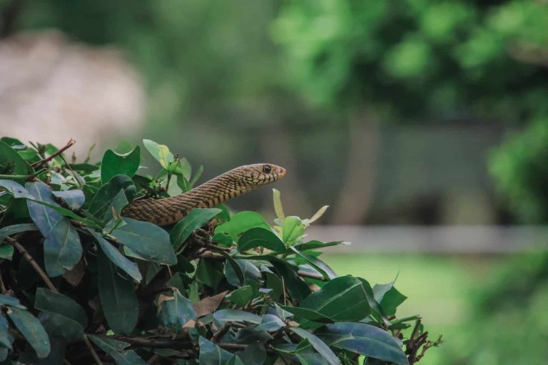 20 Different Types of Snakes in Delaware